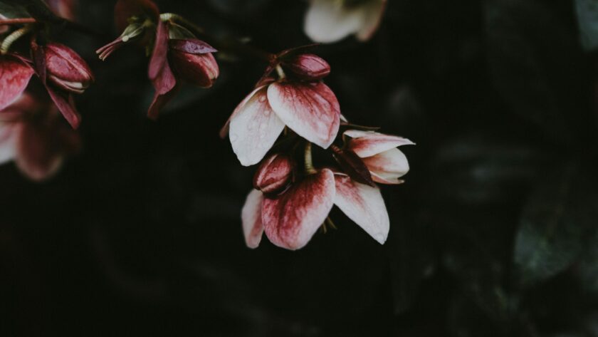 Pink flower