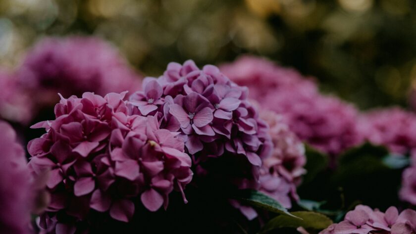 Pink flower