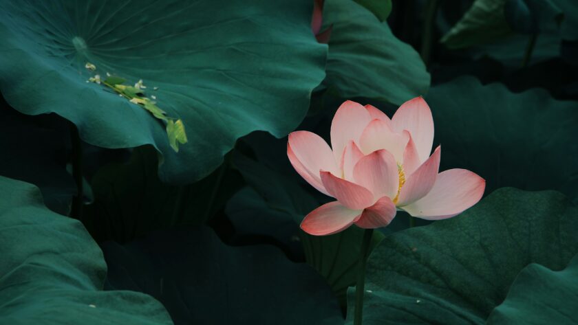 Pink flower