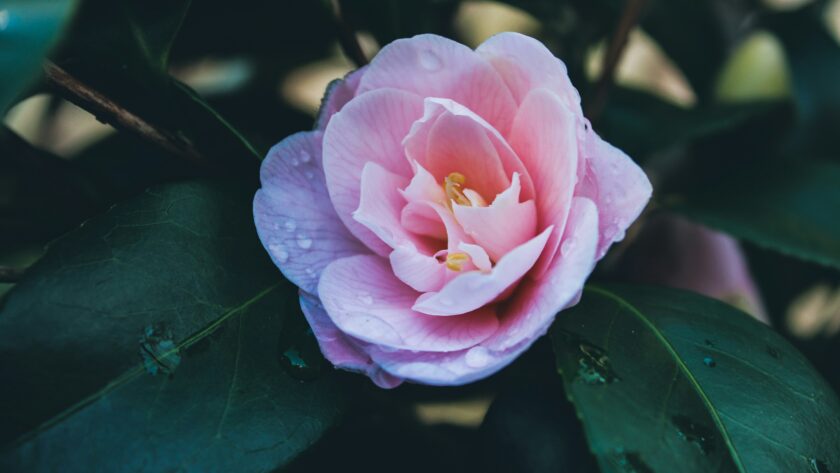 Pink flower